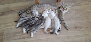 Britisch Kurzhaar (BKH) Katzen suchen liebevolles Zuhause