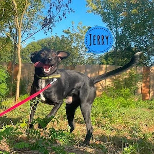 Jerry, junger, lieber, freundlicher und verträglicher Rüde, Labrador Bracke Mix