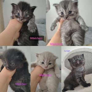 Britisch Langhaar Kurzhaar Ragdoll