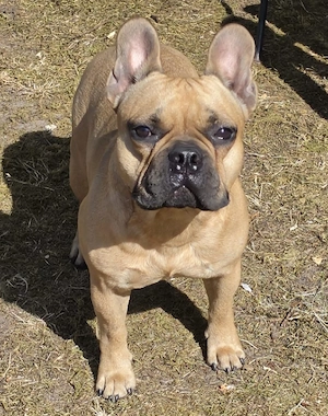 Französische bulldogge  Rüde