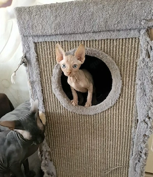 Canadia sphinx Kitten
