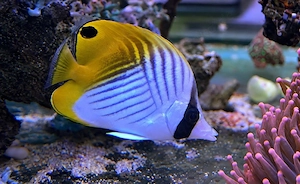 Meerwasserfisch