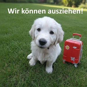 Golden Retriever Welpen