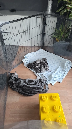 BKH Whiskas Babys  Bild 4