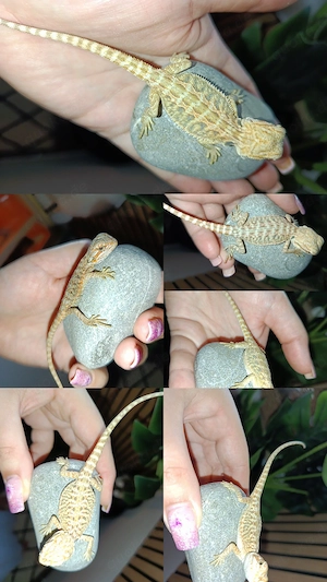 Wunderschöne Bartagamen Babys auch Leatherback Männchen und Weibchen Super süße 