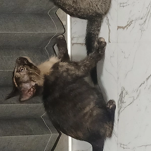 Deutsche Hauskatzen