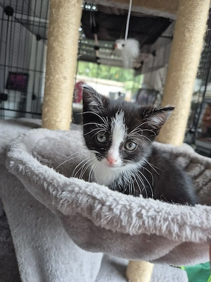 Kitten Weibchen