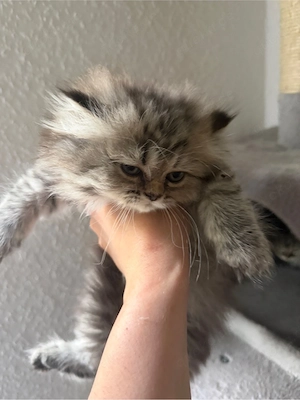 2 Kitten noch verfügbar