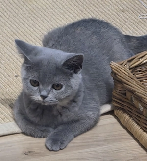 Weiblich, Blue Tortie Tricolor, Kurzhaar
