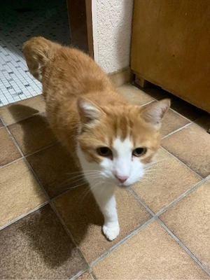 katze abzugeben