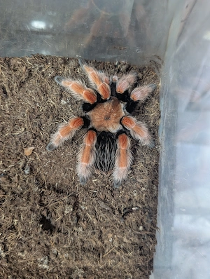 Vogelspinnen Hobbyaufgabe B. auratum, B. boehmei, G. pulchra, T. albopilosus, L. sazimai, P. murinus