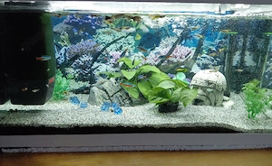 Aquarium Komplett inkl. Fische