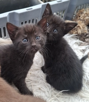 Drei bezaubernde Kitten suchen ein liebevolles Zuhause 
