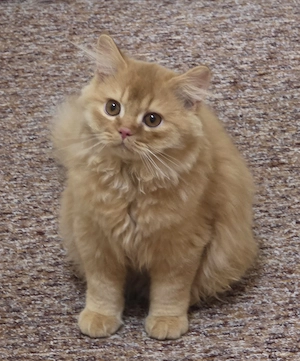 BKH-BLH Kitten von Betahny