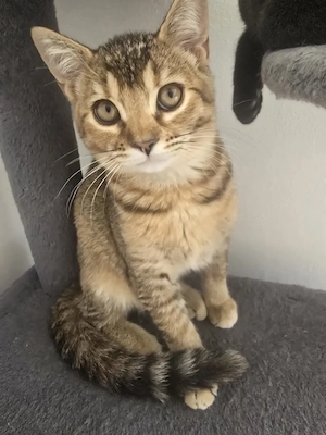 Zrei hübschen britisch Kurzhaar  Bengal mix Kitten zu verkaufen 