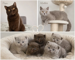 bezaubernden BKH Kitten Chocolate Fawn