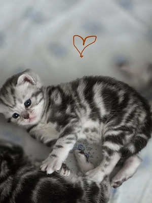 BKH Whiskas Babys  Bild 7