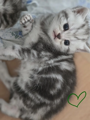 BKH Whiskas Babys  Bild 6