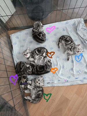 BKH Whiskas Babys  Bild 9