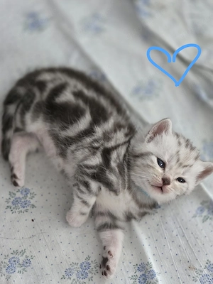 BKH Whiskas Babys  Bild 5