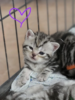 BKH Whiskas Babys  Bild 8