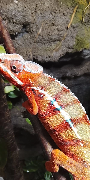 verkaufe verschiedene Reptilien