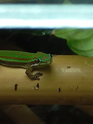 Phelsuma cepediana   Blauschwanz - Taggecko
