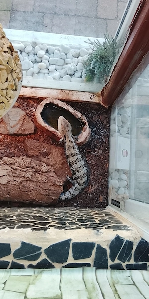 verkaufe verschiedene Reptilien