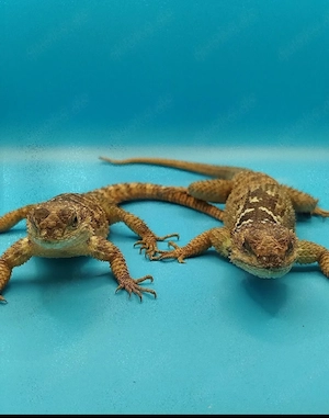 Sceloporus cyanogenys Blauer Stachelleguan