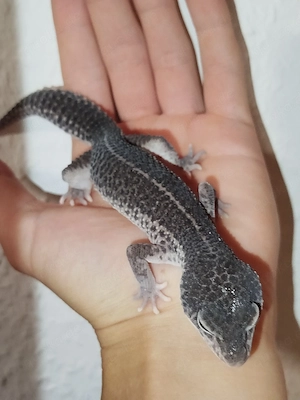 1.0 Black Night Mack Snow pos. het Eclipse Leopardgecko *Reserviert*