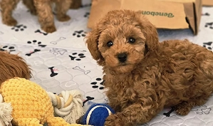 Süßen Toy Pudel Hunde, Welpen