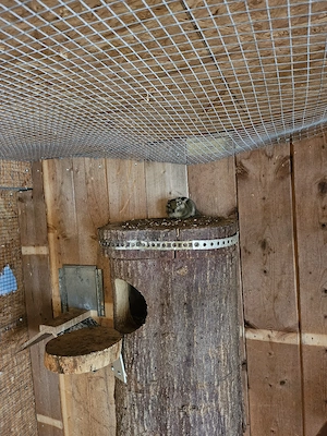 Gebe Baumstreifenhörnchen ab