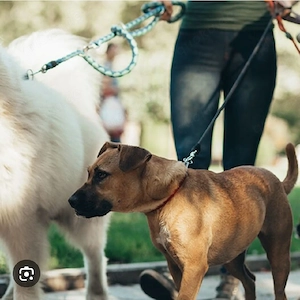 Hundebetreuung (alle Rassen)