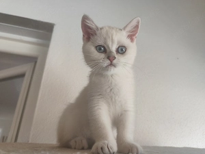 Bkh kitten 