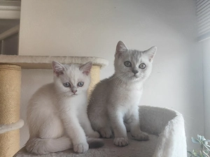 Bkh kitten 