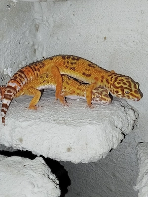 0.2 Mandarin pos. Giant Leopardgeckos  Bild 3