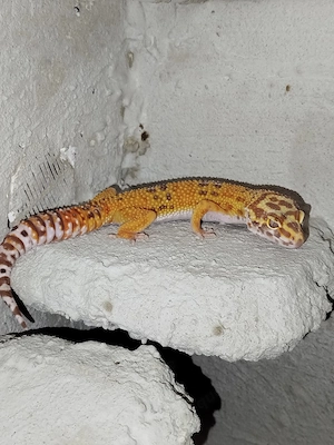 0.2 Mandarin pos. Giant Leopardgeckos 