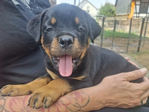 Rottweilerwelpen abzugeben