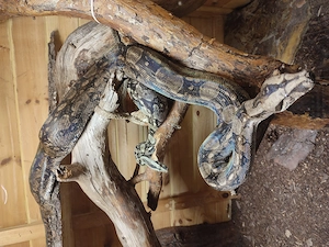 Tarahumara Zwerg Boa 