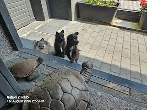 1Chihuahua Baby schwarz sucht noch  Bild 3