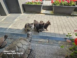 1Chihuahua Baby schwarz sucht noch  Bild 4