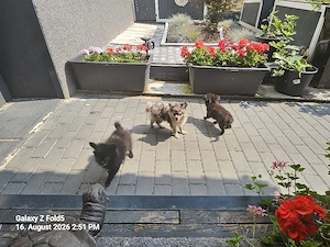 1Chihuahua Baby schwarz sucht noch  Bild 5