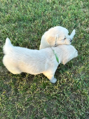 Liebevolle Golden-Retriever-Welpen suchen ihr Zuhause 