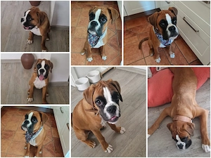 Boxer weibchen Welpe