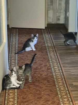 3 Juni Kater abzugeben 