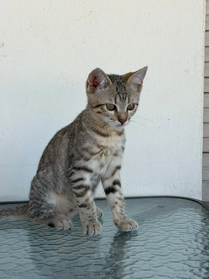 Bengal Mädchen sucht ab, sofort ein neues zu Hause