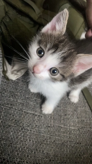liebevolles kitten sucht zuhause 
