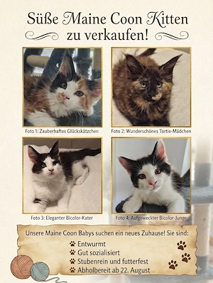 Maine Coon Kitten suchen eine liebevolle Familie 
