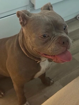 8 monate alte pocketbully hündin