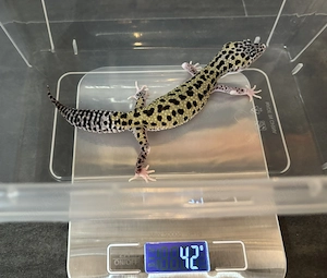 Leopardgecko 0.1 Weibchen Mack Snow Eclipse 66% het TA Bild 5
